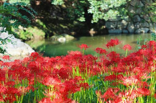 曼殊沙華_5 曼殊沙華_5 秋,曼殊沙華,彼岸花の写真素材