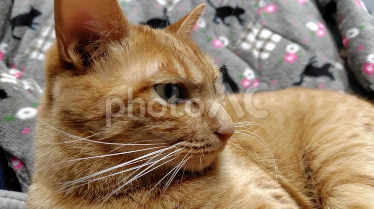 横向き茶トラ 猫,茶トラ,catの写真素材