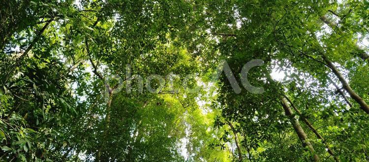 シンガポール　公園　森林 シンガポール,外国,海外の写真素材