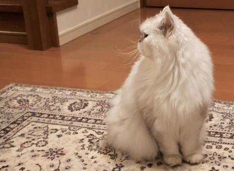 白猫さんの横顔の写真