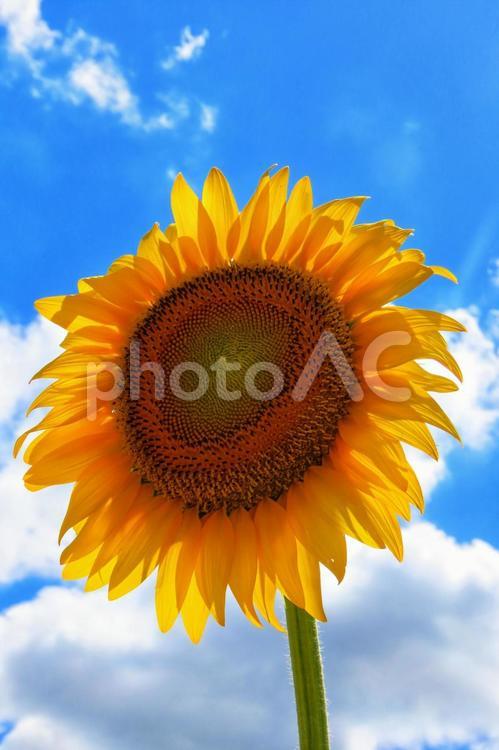 元気いっぱいの夏の花ひまわり ひまわり,向日葵,花の写真素材