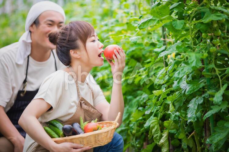 トマトを栽培する男女 家庭菜園,野菜,農業体験の写真素材