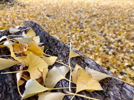 落葉015の写真
