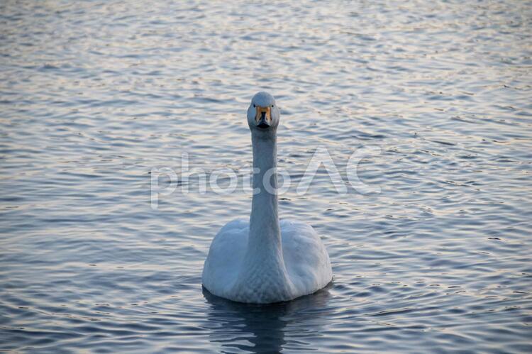 白鳥と鴨と瓢湖 コハクチョウ,羽ばたき,渡り鳥の写真素材