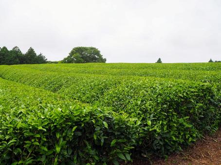 広がる茶畑と新緑の風景 広がる茶畑と新緑の風景 茶畑,日本,自然の写真素材