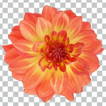 【切り抜きPSD】ダリア 【切り抜きPSD】ダリア ダリア,植物,花の写真素材