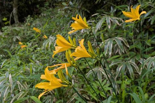 ニッコウキスゲ② ニッコウキスゲ②の写真