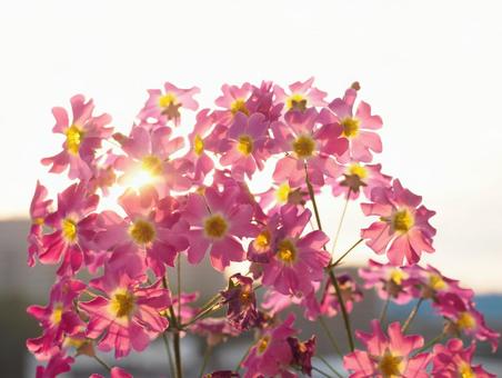 Primroses illuminated by the setting sun, JPG Primroses illuminated by the setting sun, JPG