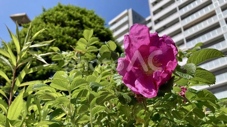 晴れた都市公園に一輪のハマナスが咲く ハマナス,ピンク色,花の写真素材