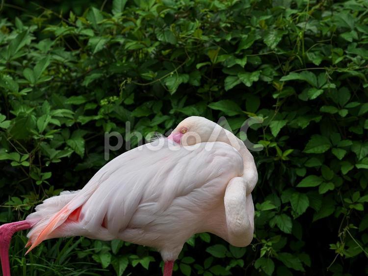 首を折りたたんだ白いフラミンゴ フラミンゴ,鳥,ピンクの写真素材