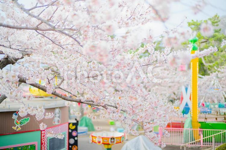 函館公園の桜 函館公園の桜,桜,函館公園の写真素材