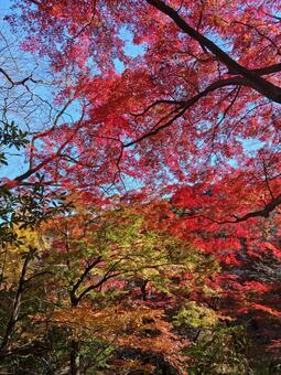 岐阜県-養老公園-紅葉 養老公園,公園,川の写真素材