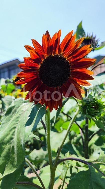 夏を抱きしめる花畑 ひまわり,洲原ひまわりの里,黄金色の花畑の写真素材