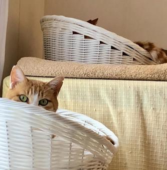 猫 猫 のぞき猫,茶トラ,猫ベッドの写真素材
