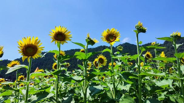 夏を抱きしめる花畑 夏を抱きしめる花畑 ひまわり,洲原ひまわりの里,黄金色の花畑の写真素材