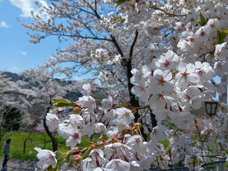 ソメイヨシノ　北海道　美唄市　東明公園 さくら,サクラ,桜の写真素材