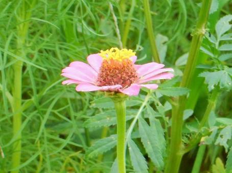 【花の写真】 ヒャクニチソウ(百日草) 【花の写真】 ヒャクニチソウ(百日草)の写真
