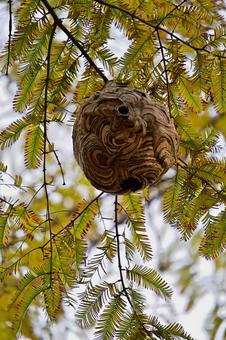 空き家になったスズメバチの巣 スズメバチの巣,スズメバチ,危険の写真素材
