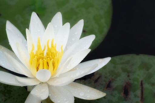 池の水辺にしっとりと咲くスイレンと浮葉 睡蓮,スイレン,白い花の写真素材