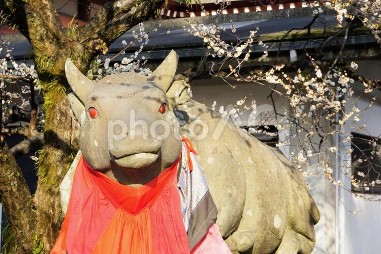 天満宮の牛と梅 ウシ,ウメ,天満の写真素材