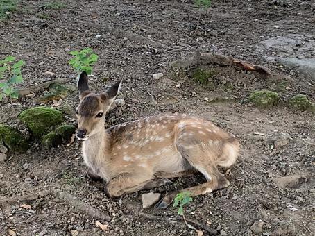 奈良公園の仔鹿 奈良公園の仔鹿 鹿,仔鹿,奈良公園の写真素材