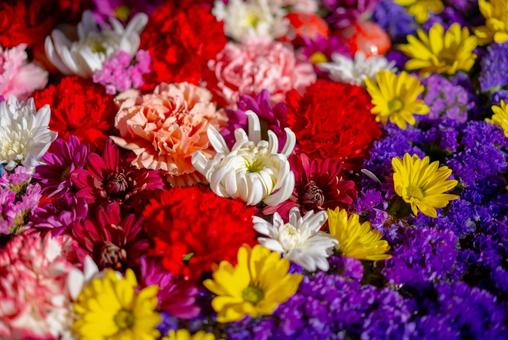 鮮やかな色彩の花々 花,カラフル,色とりどりの写真素材