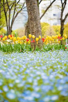 ネモフィラの青い絨毯とチューリップの花壇 ネモフィラ,チューリップ,花壇の写真素材
