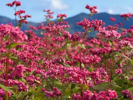 青空にはえる赤いそばの花 青空にはえる赤いそばの花の写真