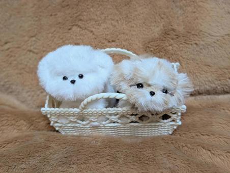 モールドール モールドール ぬいぐるみ,モールドール,犬の写真素材