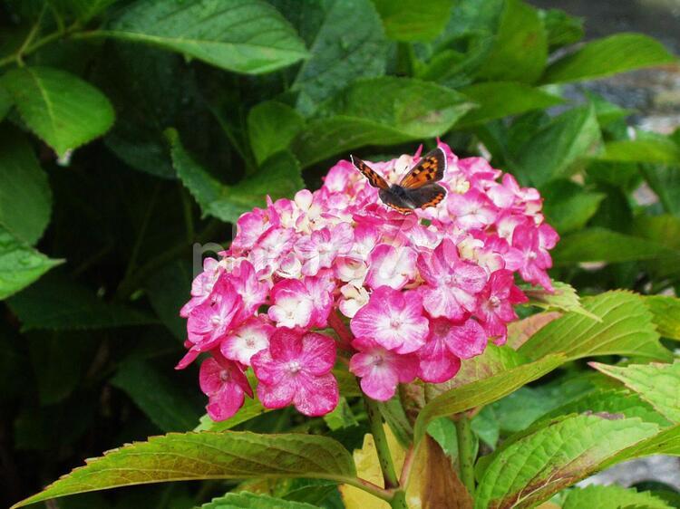 あじさいと蝶 あじさい,アジサイ,紫陽花の写真素材