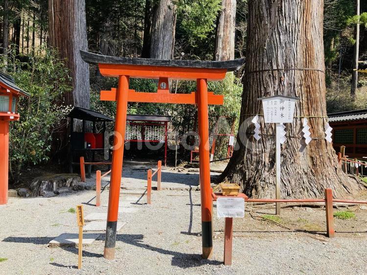 日光二荒山神社　神苑　縁結びの笹　御神木 日光二荒山神社,世界遺産,栃木県日光市の写真素材