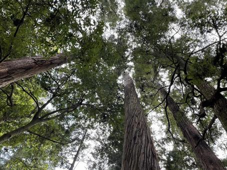 天を衝く巨木 天を衝く巨木 自然,森,巨木の写真素材