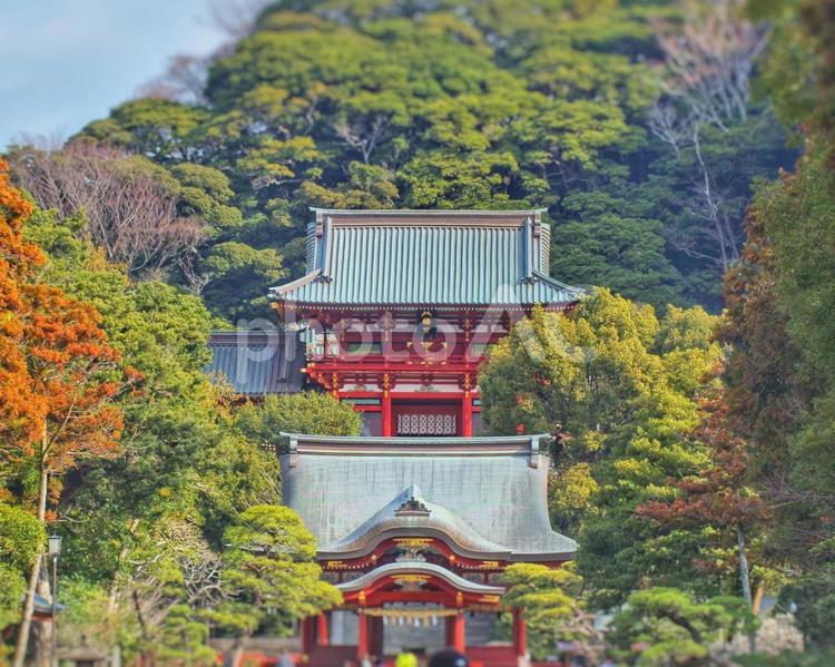 鶴岡八幡宮の舞殿と本宮 舞殿,本宮,鶴岡八幡宮の写真素材