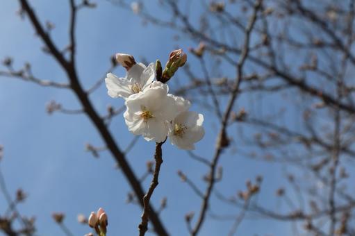 桜の花(アップ)2 桜の花(アップ)2の写真
