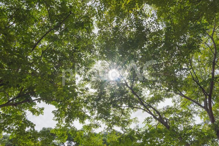 緑・光・太陽・木漏れ日3 緑,林,光の写真素材