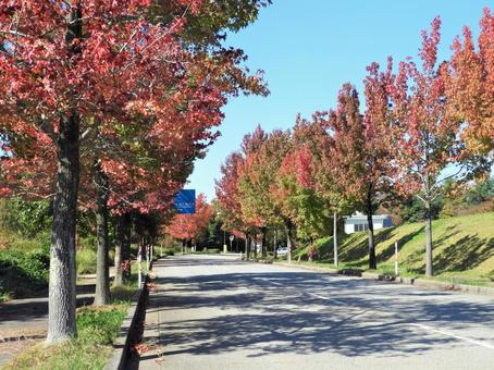 色づくアメリカ楓通り4 アメリカ楓,秋色,秋の写真素材