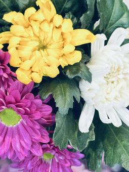 菊の花 菊の花 花,花びら,自然の写真素材