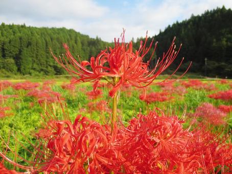 Red Spider Lily, JPG