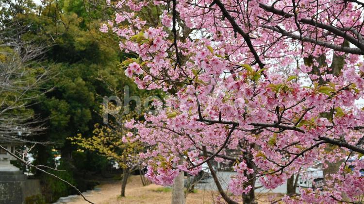 桜　さくら　サクラ　春 桜,さくら,サクラの写真素材