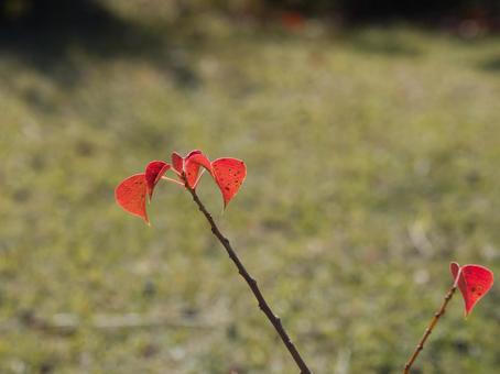 小さい秋 秋,赤,自然の写真素材