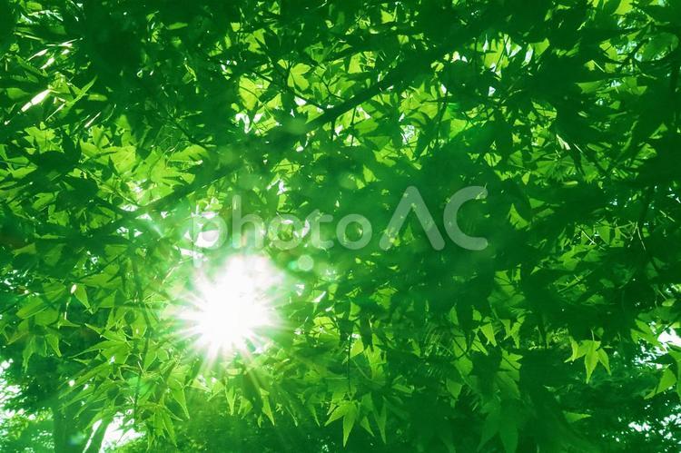 木漏れ日　夏の楓 楓,かえで,木漏れ日の写真素材