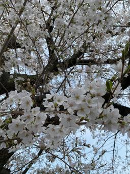 満開の桜と青空 横浜,弘明寺,大岡川の写真素材