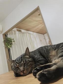 猫 猫 猫,ねこ,にゃんこの写真素材
