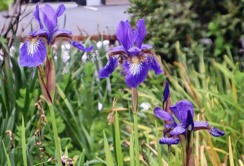 強い希望 あやめ,春,美しいの写真素材