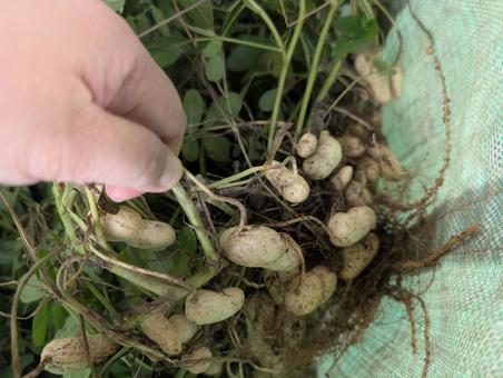 落花生を掴む手 落花生を掴む手 落花生,おおまさり,収穫の写真素材