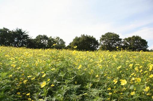 黄色いコスモスと花畑 黄色いコスモスと花畑 花,自然,コスモスの写真素材
