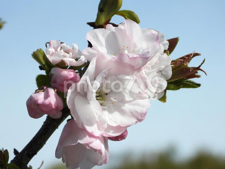 横輪桜（ヨコワザクラ） 横輪桜,よこわざくら,新品種の写真素材