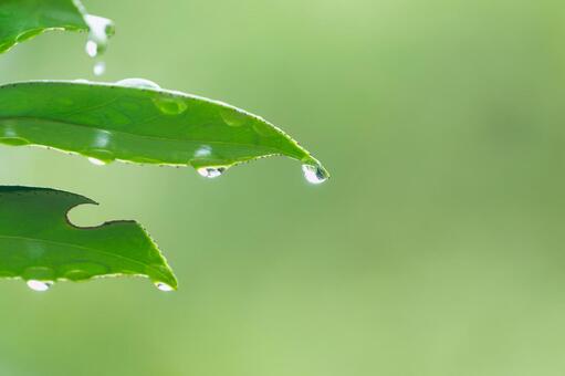 雨上がりの椿の葉からこぼれ落ちる水滴 水滴,滴,雨の写真素材