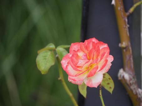 薔薇　スペクトラ⑥の写真