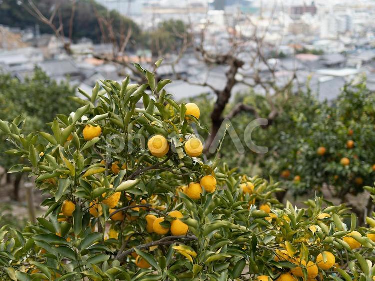 山の上の蜜柑畑と街の風景 蜜柑畑,蜜柑,みかん畑の写真素材